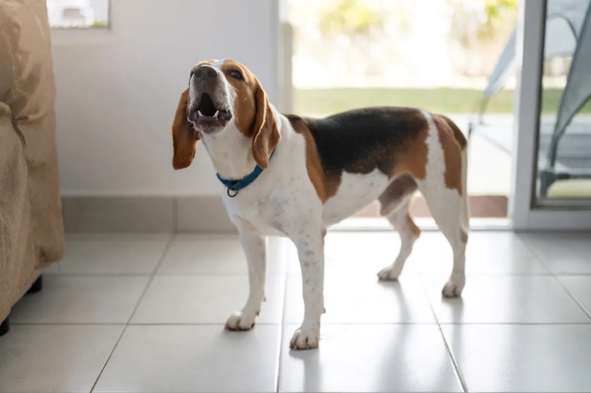 Obowiązkowa rejestracja psów i kotów - nowe przepisy rządowe