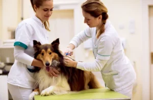 Szczepienie psa: co roku czy co 3 lata? Analiza RPO