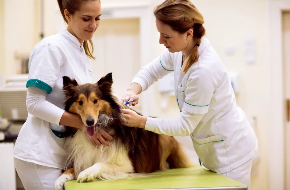 Szczepienie psa: co roku czy co 3 lata? Analiza RPO 1 Szczepienie psa: co roku czy co 3 lata? Analiza RPO