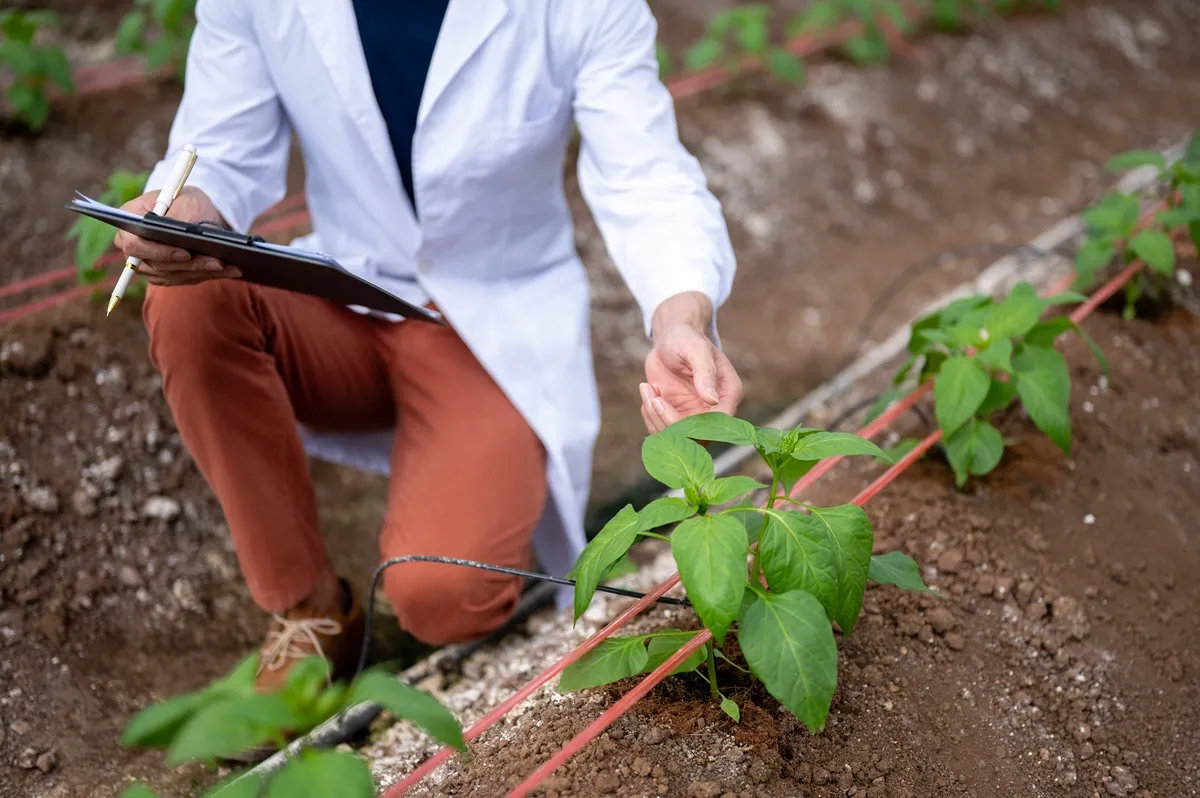 Nowe Techniki Genomowe w Uprawie Roślin: Przyszłość Rolnictwa
